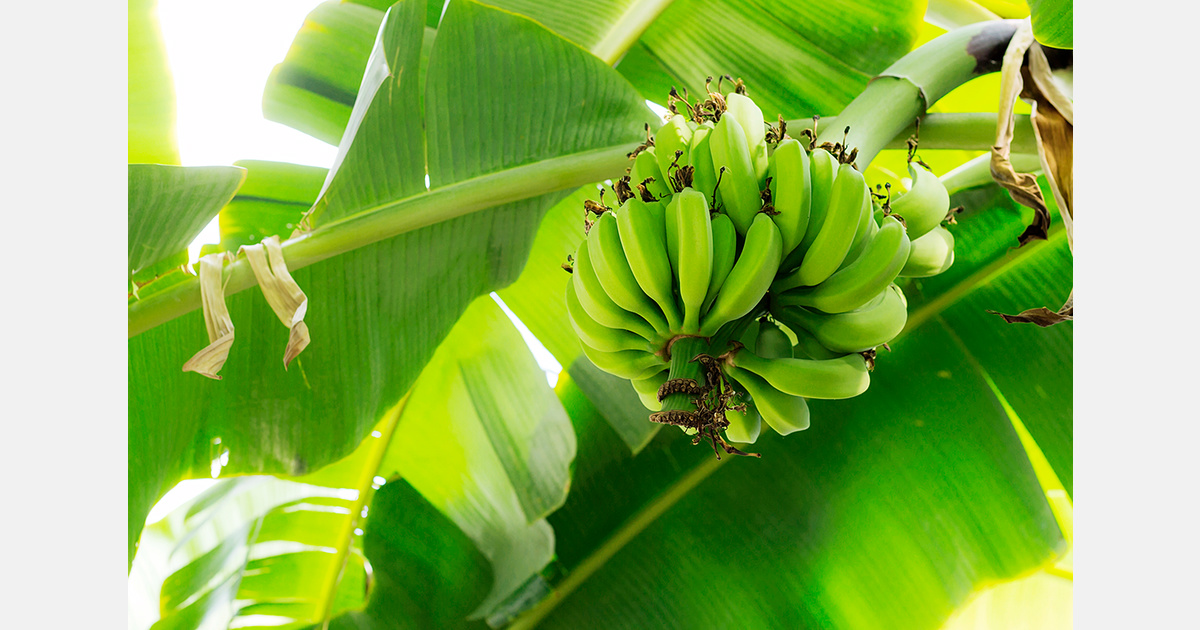 Panama expects to resume banana exports between December and January
